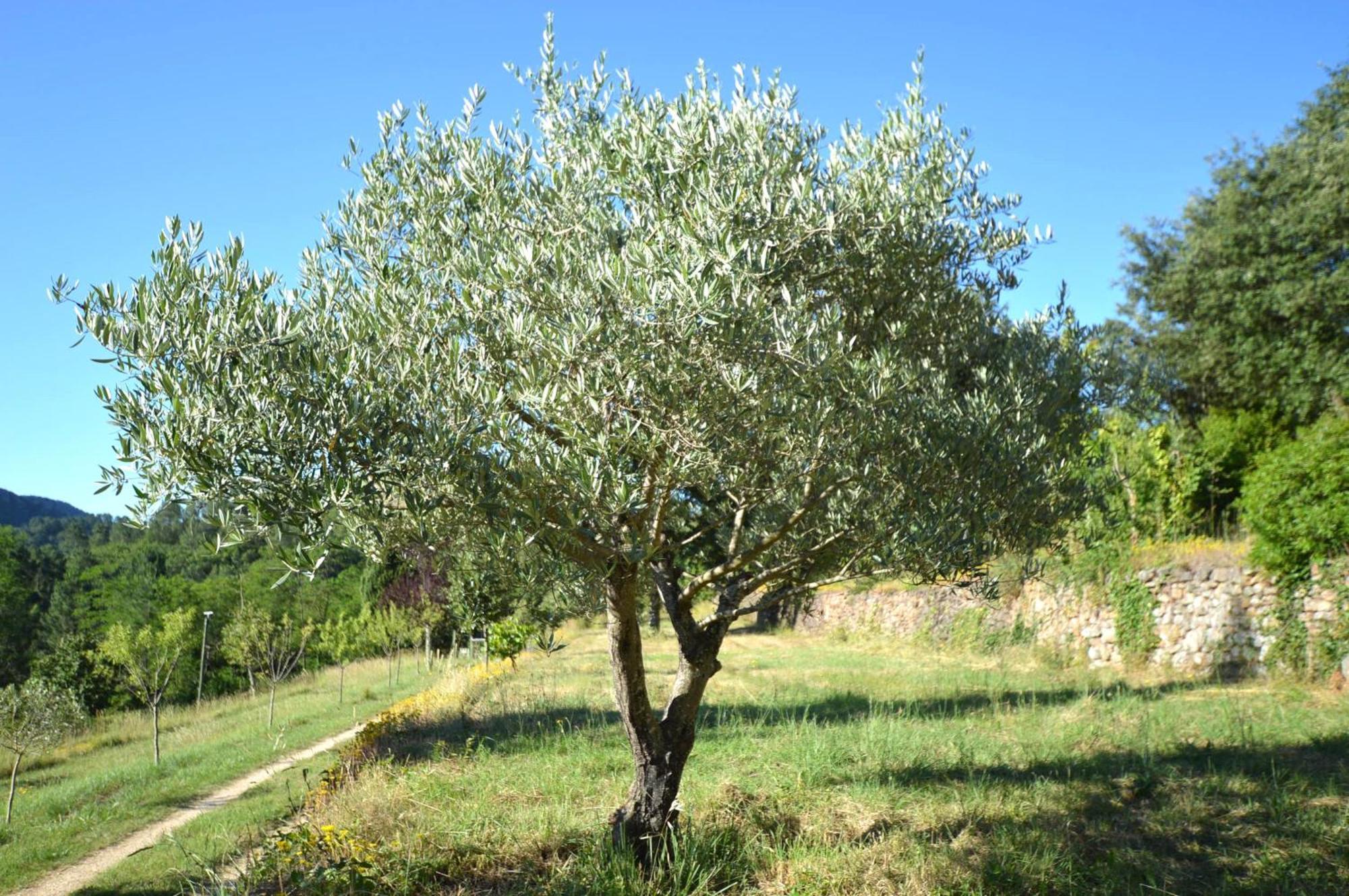 Mas Des Druilles Bed & Breakfast Generargues Exterior foto